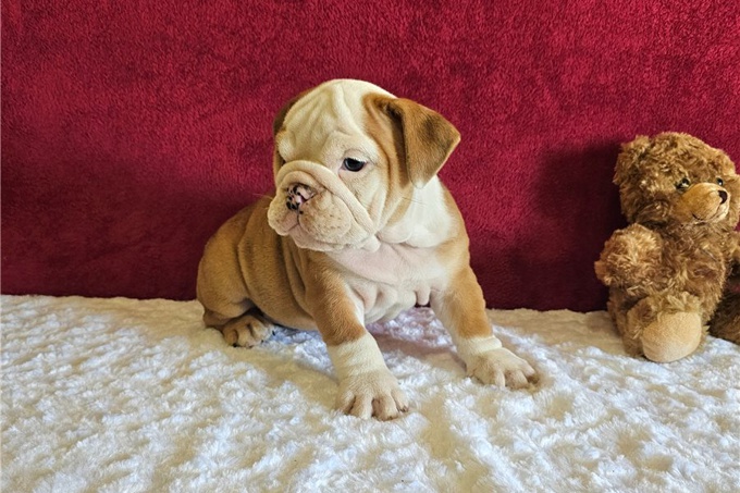 English Bulldog