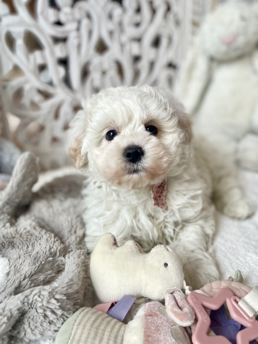 Shihpoo Shih Tzu x Poodle