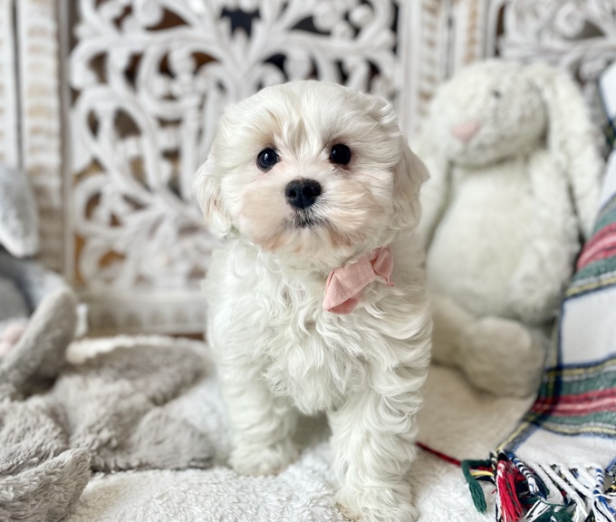Shihpoo Shih Tzu x Poodle