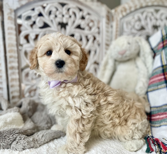 Shihpoo Shih Tzu x Poodle