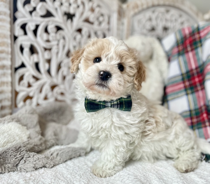 Shihpoo Shih Tzu x Poodle