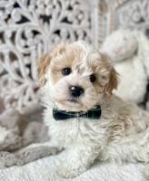 Shihpoo Shih Tzu x Poodle