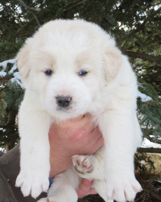 Great Pyrenees mix