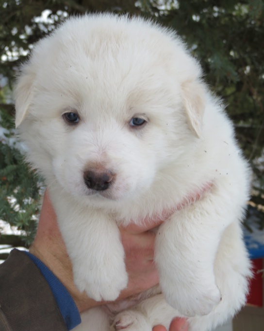 Great Pyrenees mix