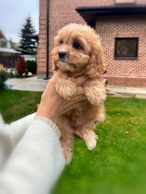 cavapoo