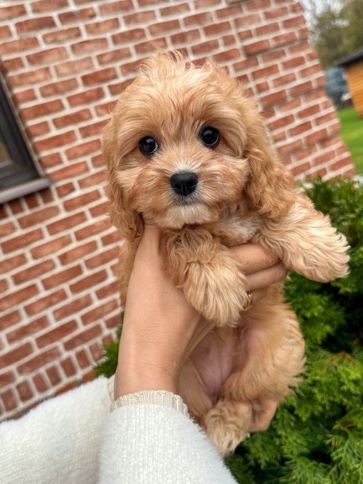 cavapoo