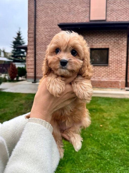 cavapoo