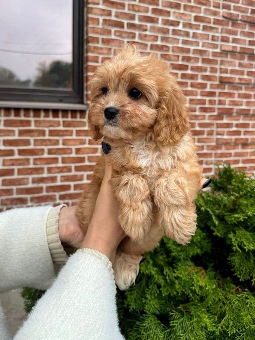cavapoo