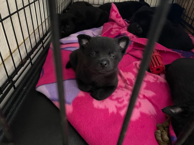 Pomeranian cross schipperke
