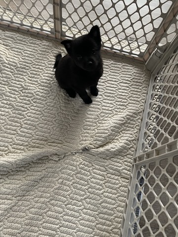 Pomeranian cross schipperke