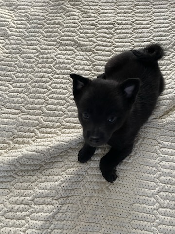 Pomeranian cross schipperke
