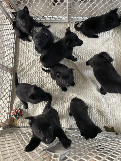 Pomeranian cross schipperke