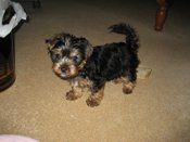 yorkie