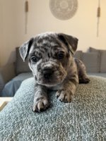 French Bulldog/ Pitbull