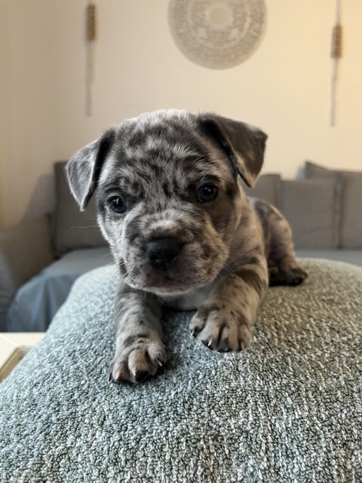 French Bulldog/ Pitbull