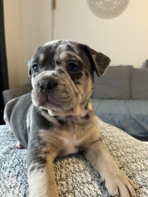 French Bulldog/ Pitbull