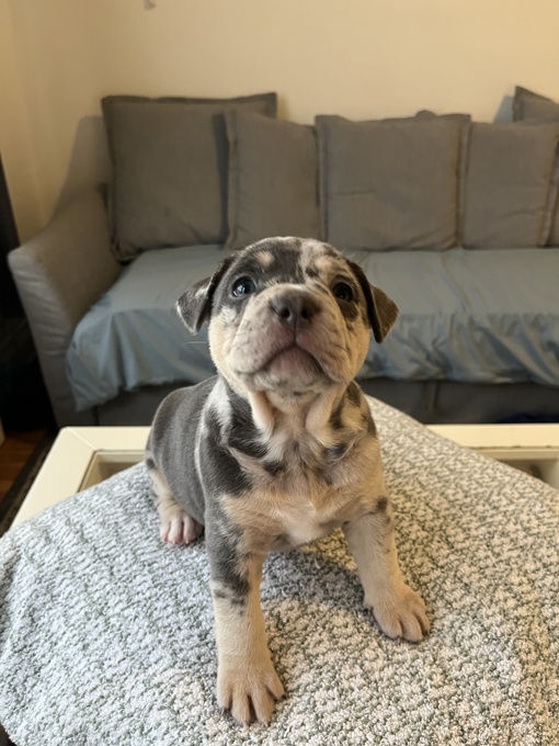 French Bulldog/ Pitbull