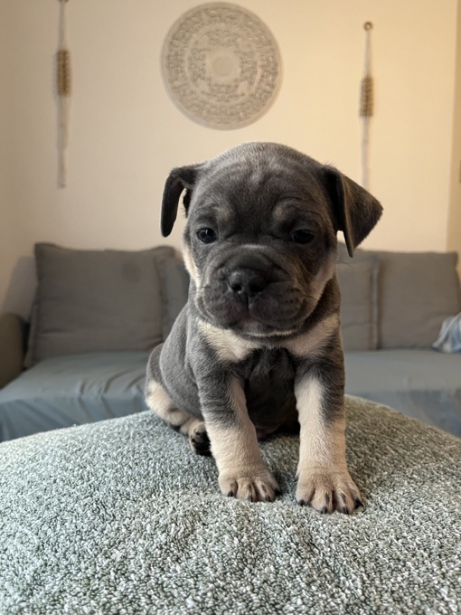 French Bulldog / Pitbull