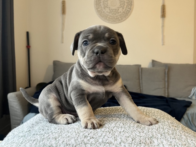 French Bulldog / Pitbull