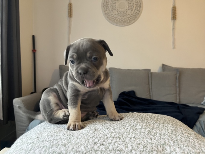 French Bulldog / Pitbull