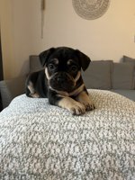 French Bulldog / Pitbull