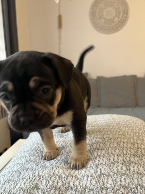 French Bulldog / Pitbull