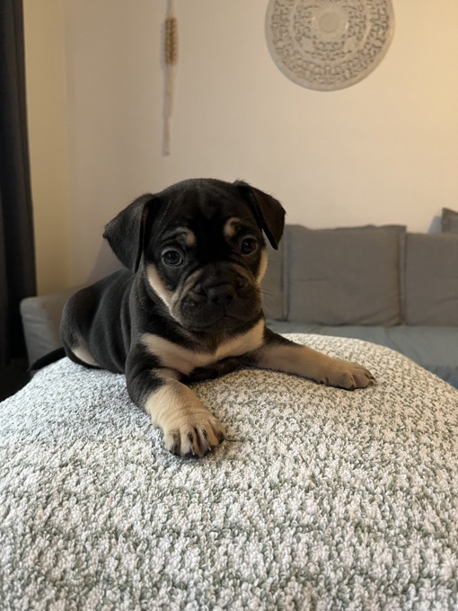 French Bulldog / Pitbull