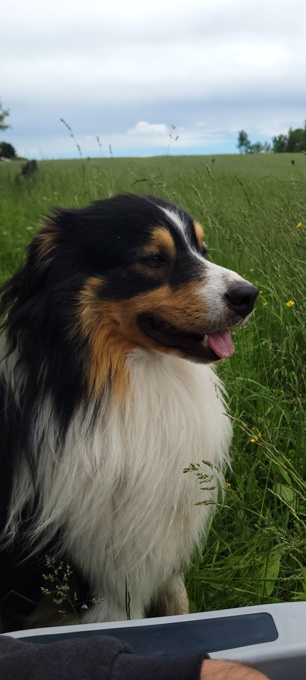 English Shepherd