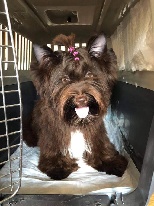 Rare Dark chocolate Yorkie