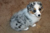 Australian shepherd