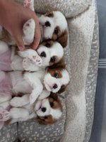 King Charles Cavalier Spaniels