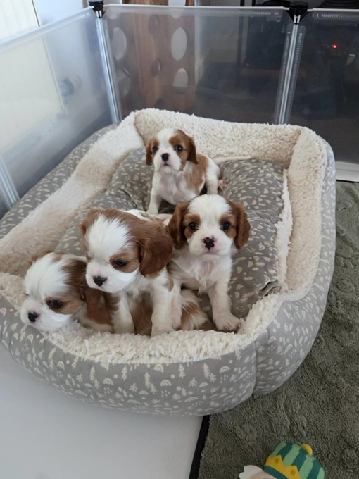 King Charles Cavalier Spaniels