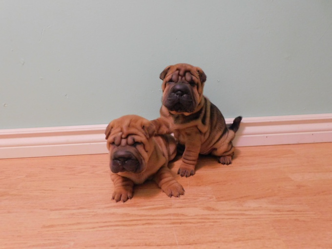 MINIATURE & TOY SHAR - PEI PUPPIES