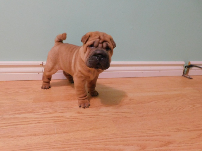 MINIATURE & TOY SHAR - PEI PUPPIES