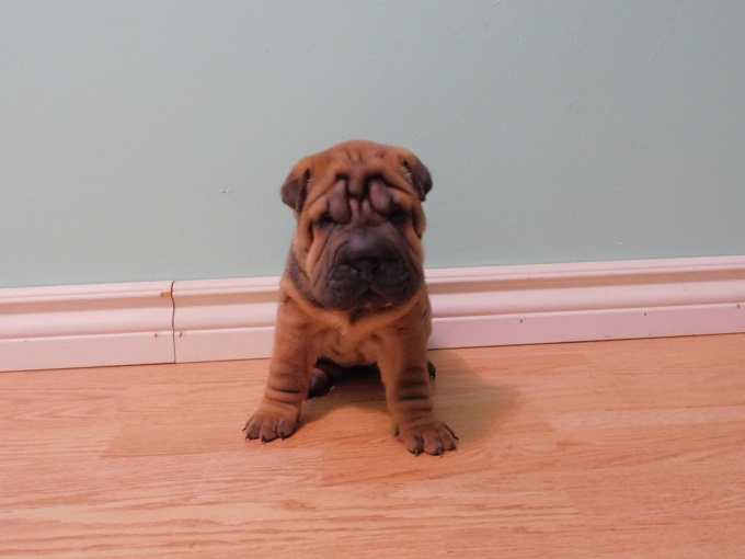 MINIATURE & TOY SHAR - PEI PUPPIES