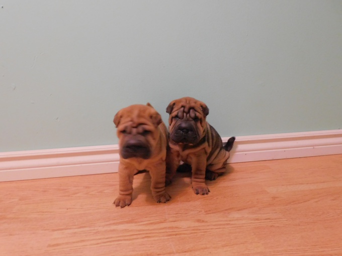 MINIATURE & TOY SHAR - PEI PUPPIES