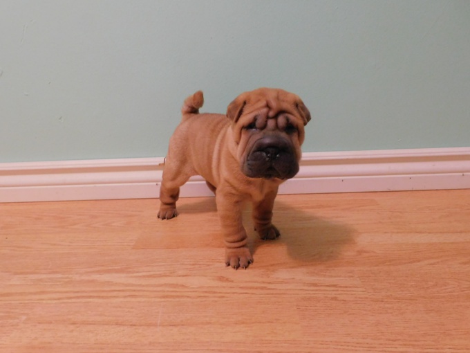 MINIATURE & TOY SHAR - PEI PUPPIES