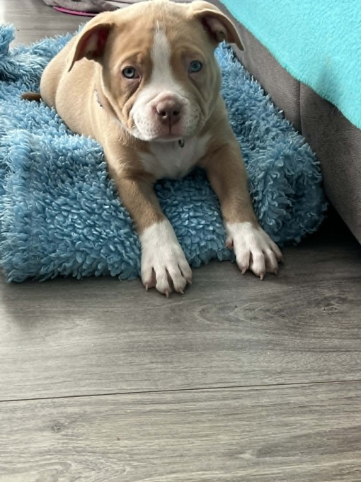 American Bully (pocket)