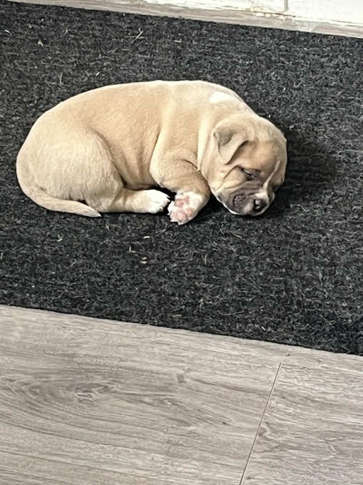 American Bully (pocket)