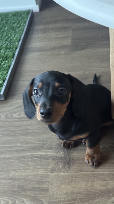 Mini daschund