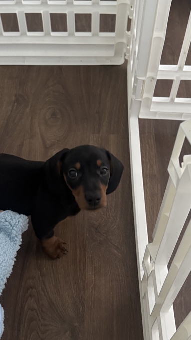 Mini daschund