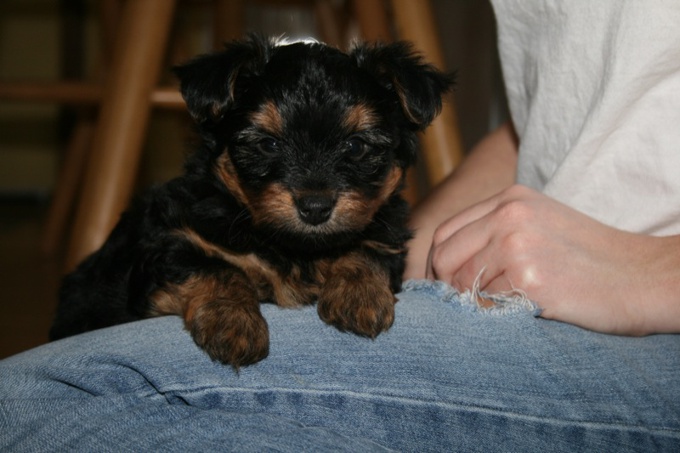 Yorkshire Terrier