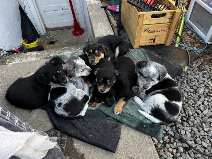 Heeler/border collie/rotti/bull terrier/beagle