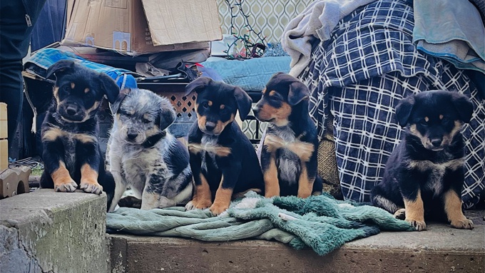 Heeler/border collie/rotti/bull terrier/beagle