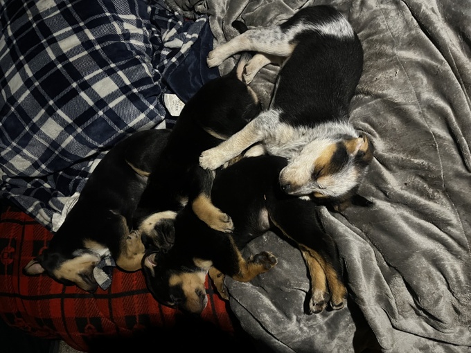 Heeler/border collie/rotti/bull terrier/beagle