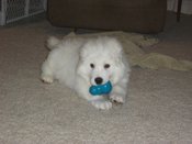 Great Pyrenees