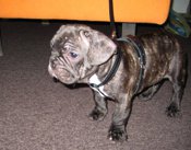french bulldog