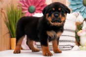 Rottweiler