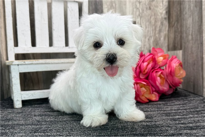 Maltese