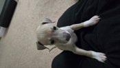 Italian greyhound